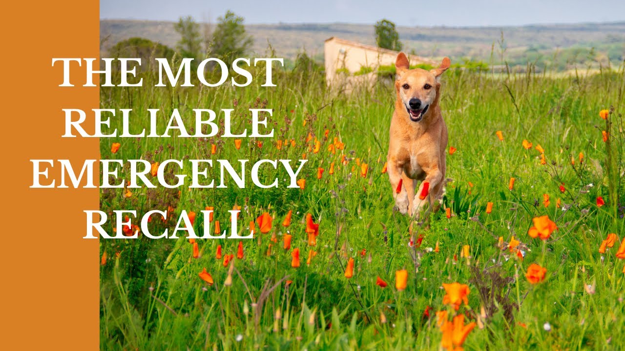 How to Train the BEST EMERGENCY RECALL for dogs  | Pups Unleashed Dog Training