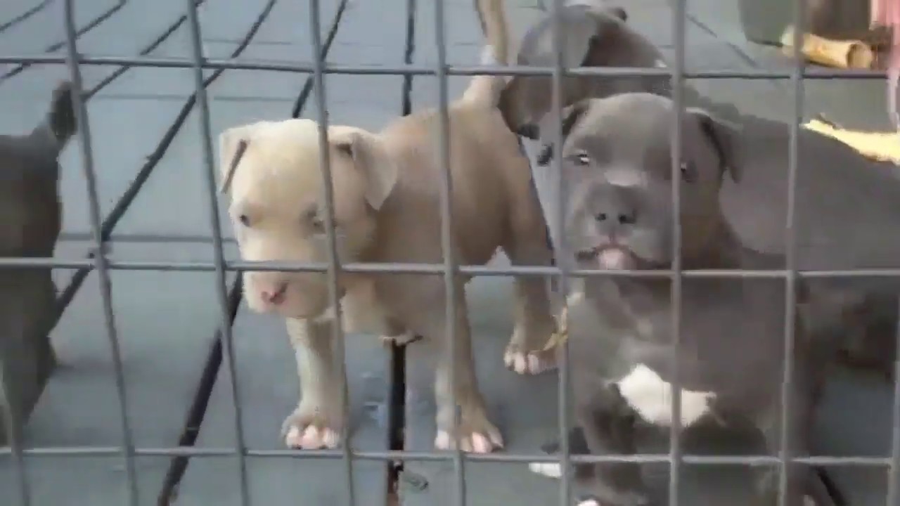 Colores de perros pitbulls