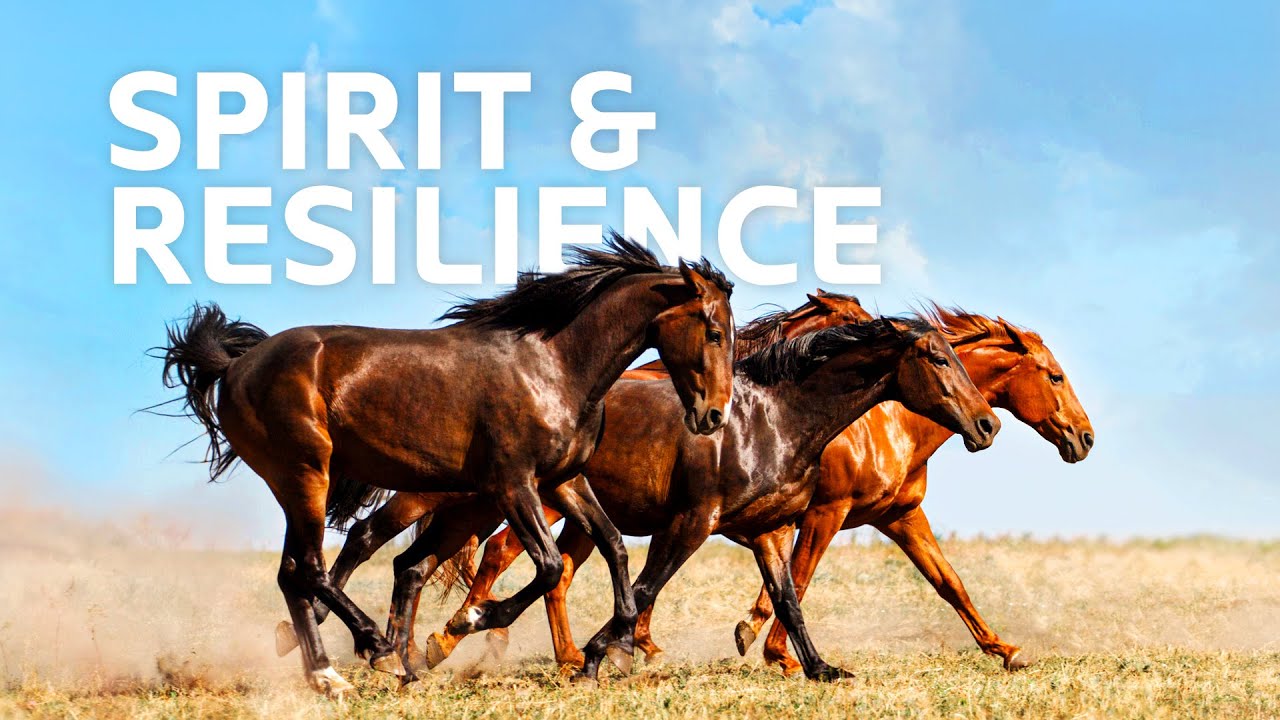 How 600,000 of Australia’s Wild Horses Must Endure 50-Degree Deserts 🐴
