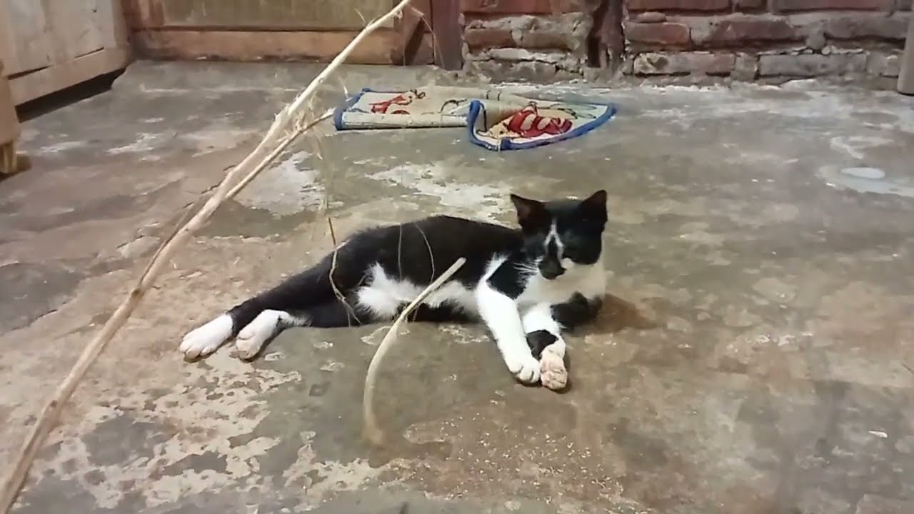 @Anak kucing senang di ajak bermain 