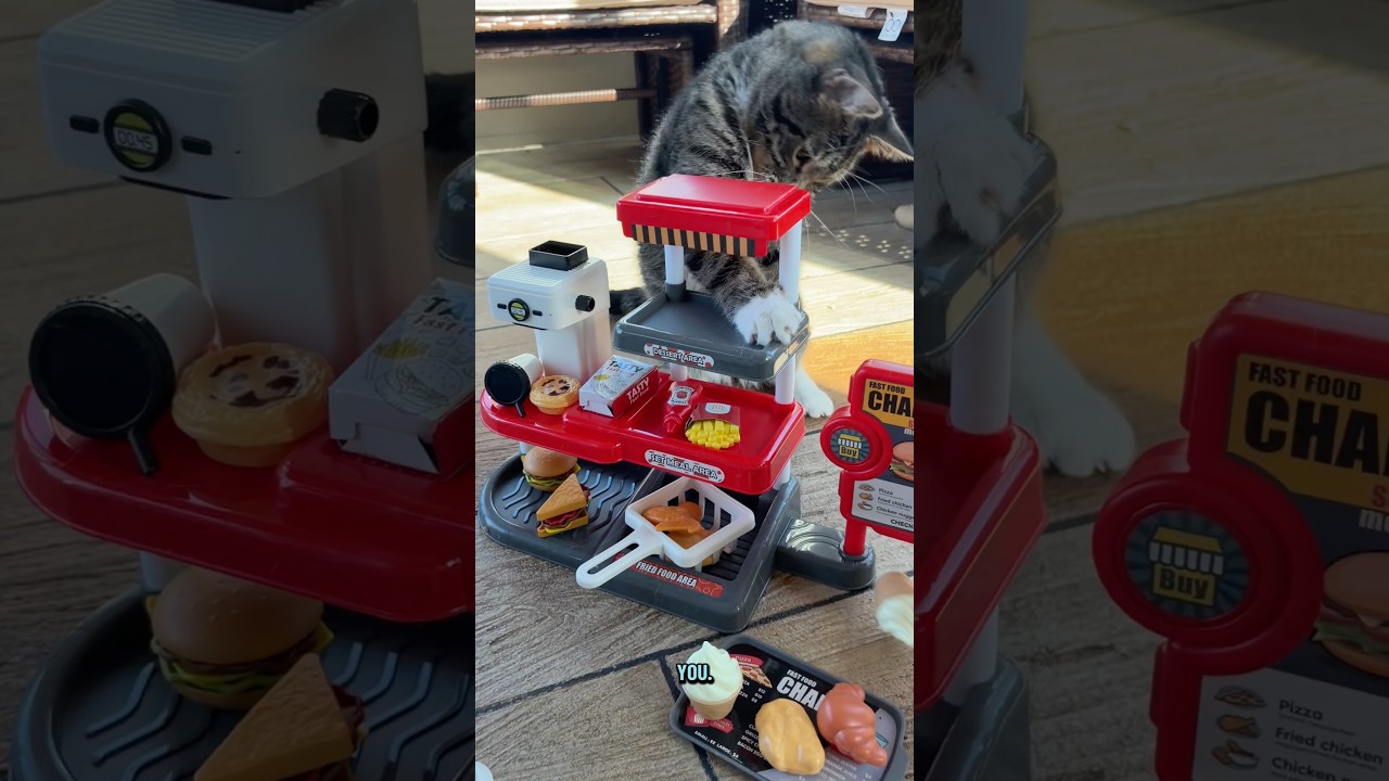 I don&rsquo;t think cat dad appreciated his Mikey D&rsquo;s experience😂 #miketv #cats #cattoys #dwarfcat