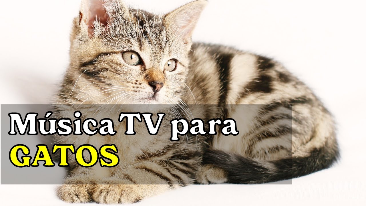 Musica TV para GATOS / DIseñada especialmente para que tu Michi se sienta de nuevo tranquilo