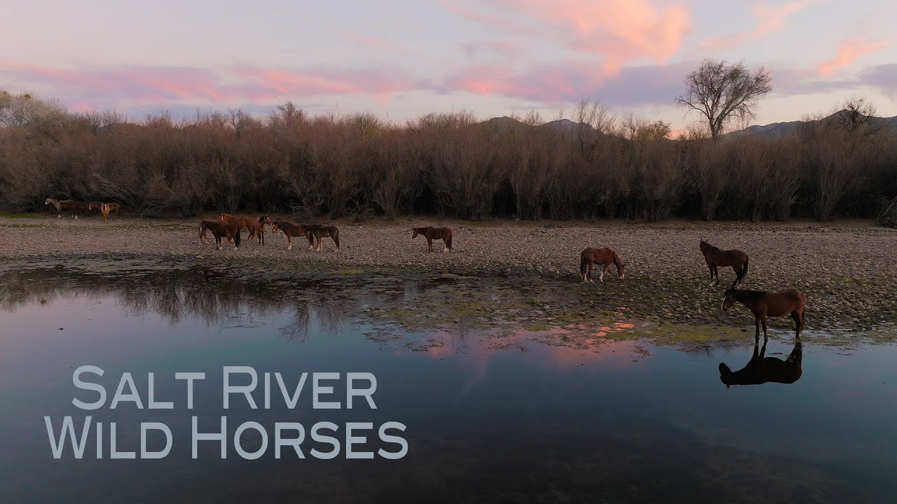 Salt River Wild Horses Arizona in 4K Drone Cinematic Aerial Footage - Winter 2022 | DJI Mavic 3