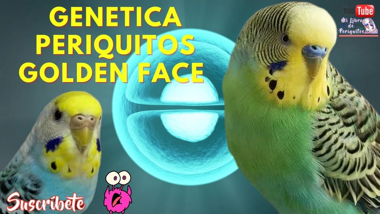 Curso de Genética en Rostrales Parte 3️⃣ Periquitos Golden Face