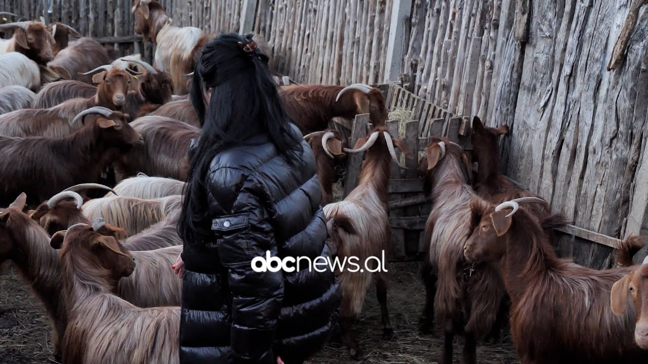 Dhia e Hasit/ Sekretet e rritjes dhe famës se saj kudo nëpër botë!
