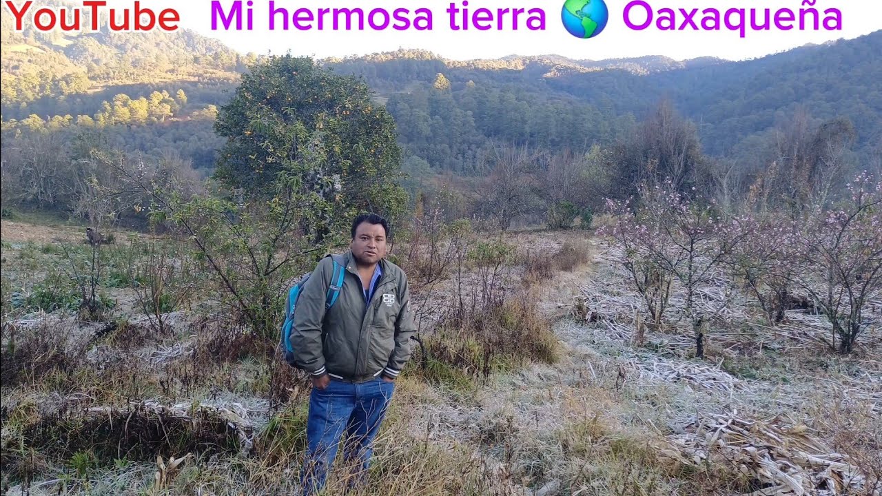 Lamentablemente así nos afectó el frente frío con heladas en Oaxaca 