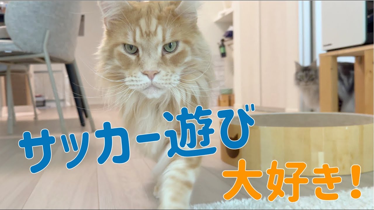 サッカー遊びが大好きな猫【大きい猫 メインクーン】