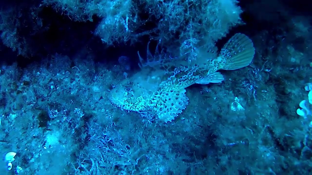 Immersioni con A.S.D. Blunauta Diving Center Milazzo
