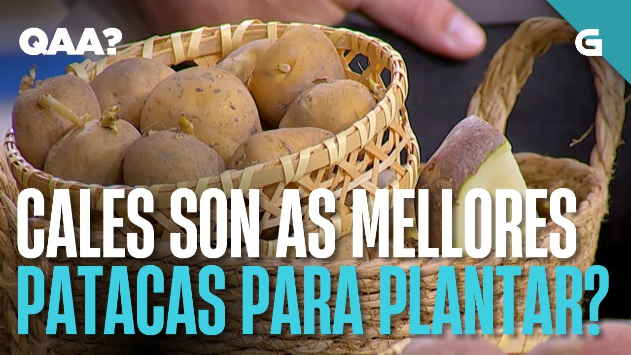 E ti, sabes cales son as mellores PATACAS para plantar? | QUEN ANDA AÍ?