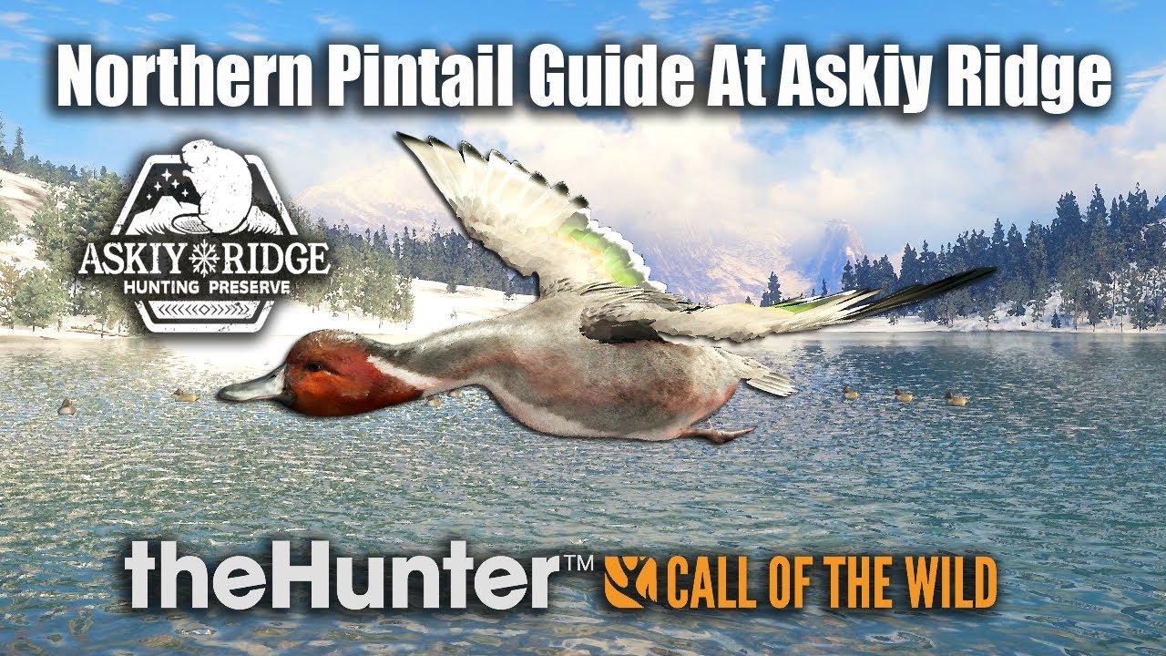 Northern Pintail Guide At Askiy Ridge - theHunter Call Of The Wild