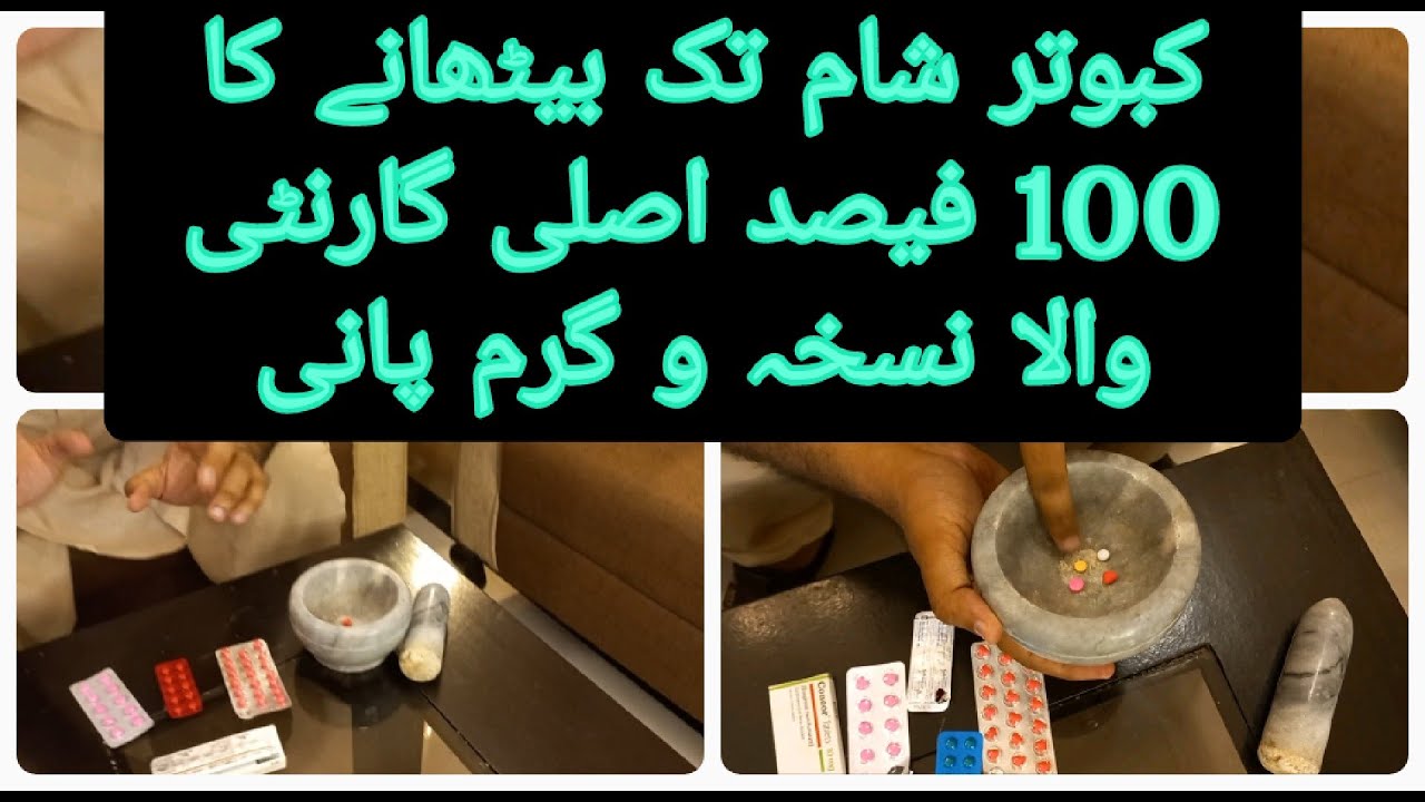 KABOTAR SHAM KO BETHANAY KA 100 % GRANTED NUSKHA | Vlogger Pigeons Star | shahzad Qureshi