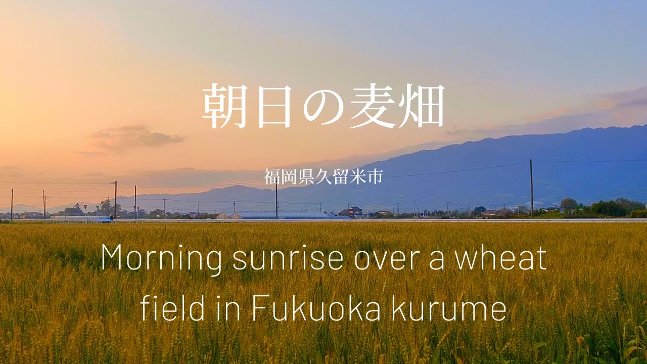 【環境音】朝日と麦畑（鳥のさえずり）福岡県久留米市/ Sounds in Fukuoka, Kurume