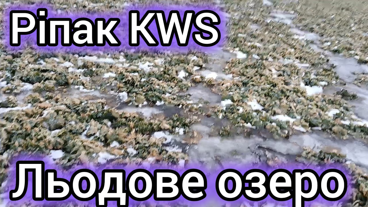 6.02.26. Ріпак від KWS на льодовому катку.