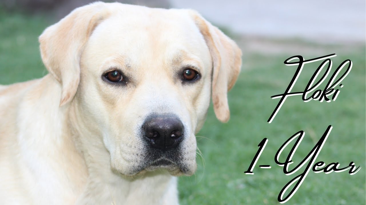 One Year Tricks- Floki the labrador