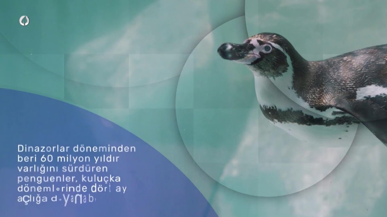 #CANLI Türkiye’nin Su Ürünleri Üretimi! Denizlerde Son Durum  / AGRO TV İLE GÜNAYDIN