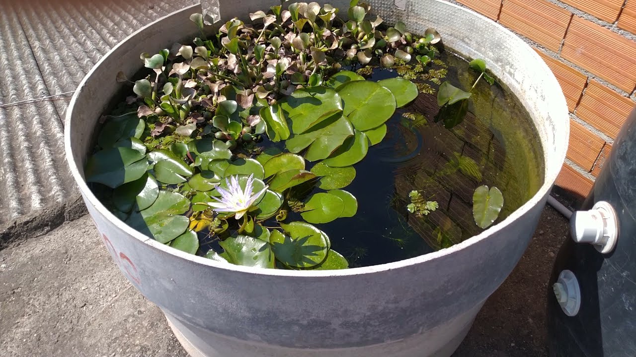 Criaçào autociclante é só alegria  🌿🐟😁