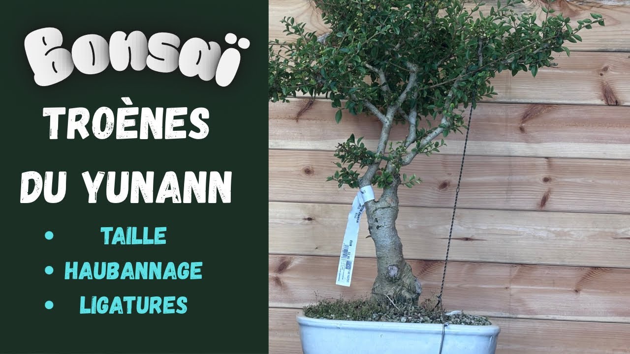 BONSAÏ Ligustrum (  Définir les futurs Plateaux ) 