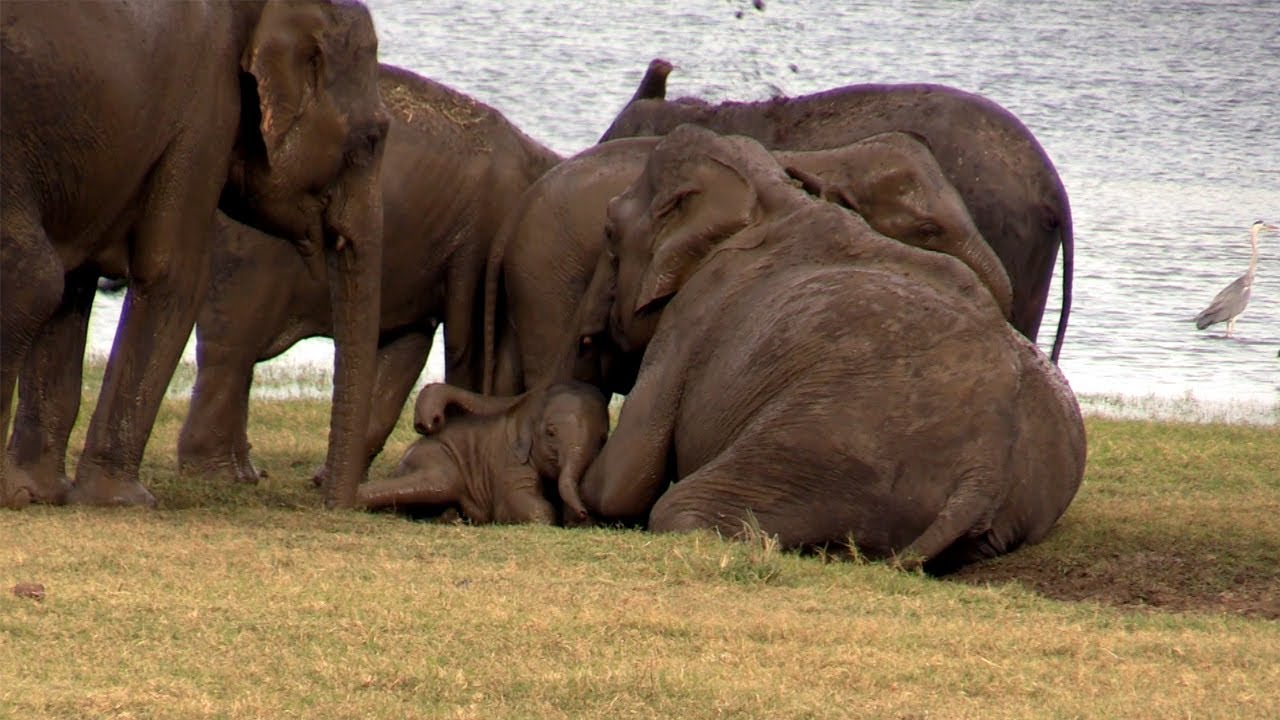 The beauty of wild elephants in the Minneriya national park.| Most Amazing Moments Of  Elephant life