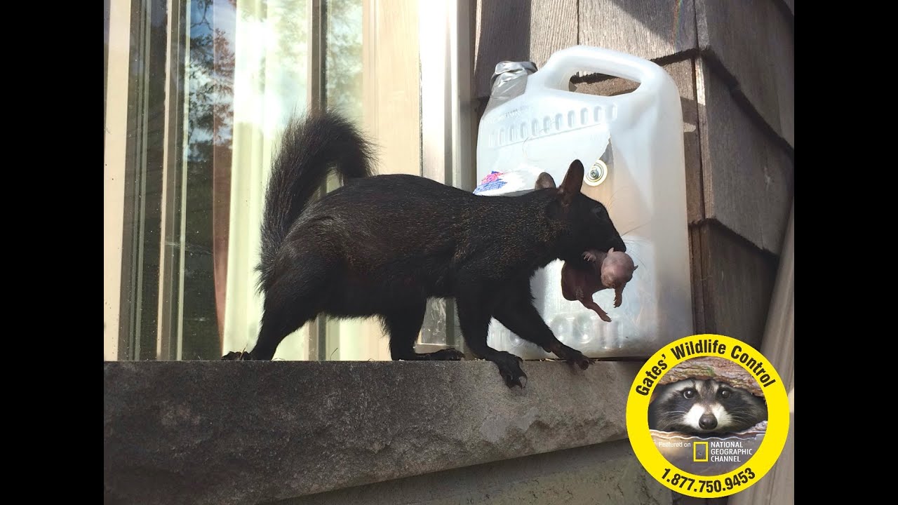 Squirrel Removal Toronto