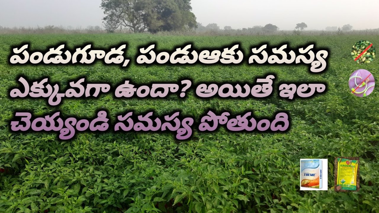 మిరపలో#పండుగూడ#సమస్య ఎక్కువగా ఉండి#గూడరాలుతుందా#అయితే నేను చెప్పినవిధంగా చేస్తే #గూడరాలటం ఆగుతుంది