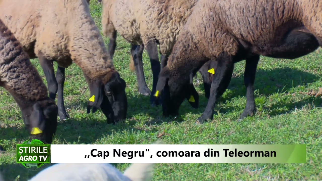 ''Cap Negru'', comoara din Teleorman 29 03 2021