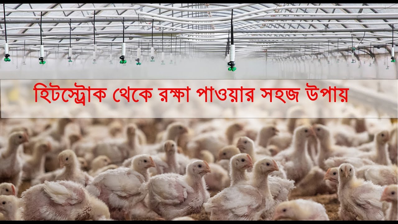 হিটস্ট্রোক থেকে রক্ষা পাওয়ার সহজ উপায় । fogger system in poultry farm । 01715828031