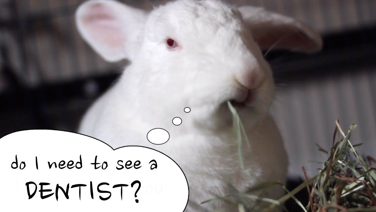 How To Check Your Rabbit's Teeth