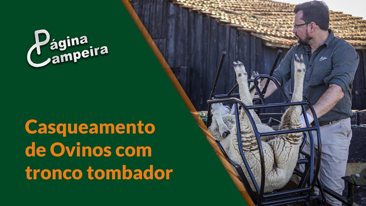 Casqueamento de Ovinos com tronco tombador