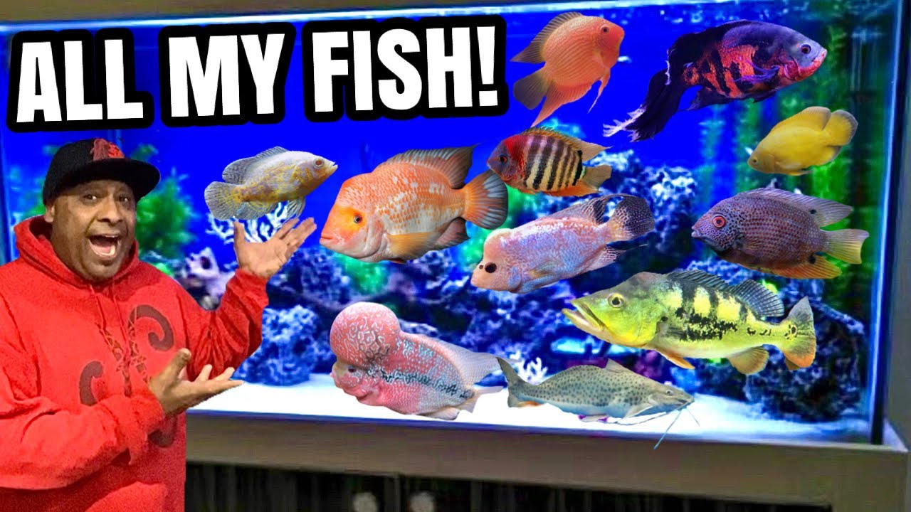 ALL MY AQUARIUMS - Ha Y N FISH KEEPER FISH TANK TOUR
