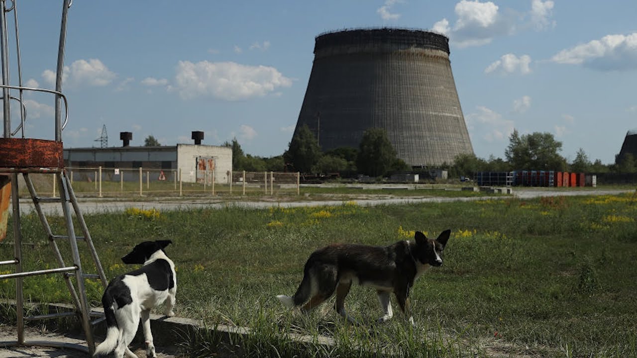 Chernobyl: 33 anni dopo il disastro gli animali si sono geneticamente 'automodificati'