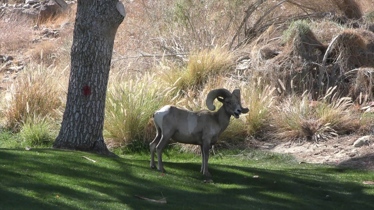 Desert Bighorn Sheep .. A rare visit to Indian Wells, Ca.