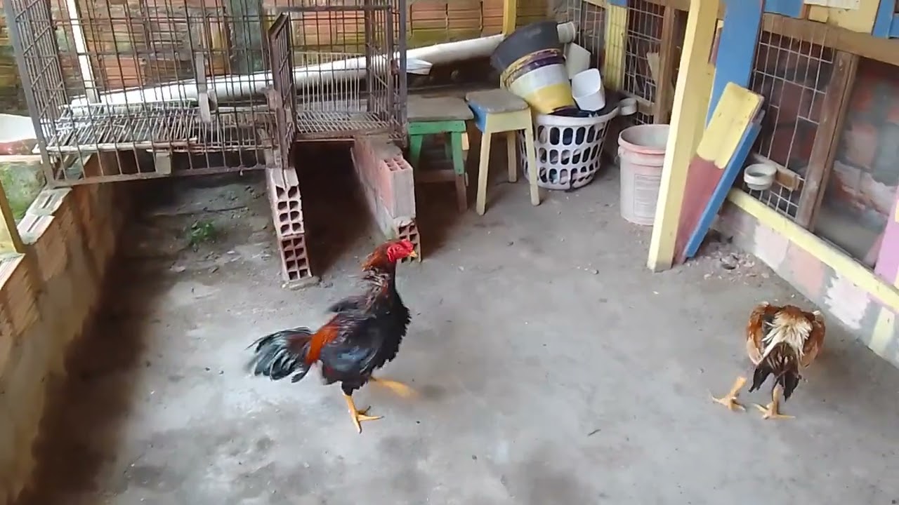 Os irmãos caramuru passeando 