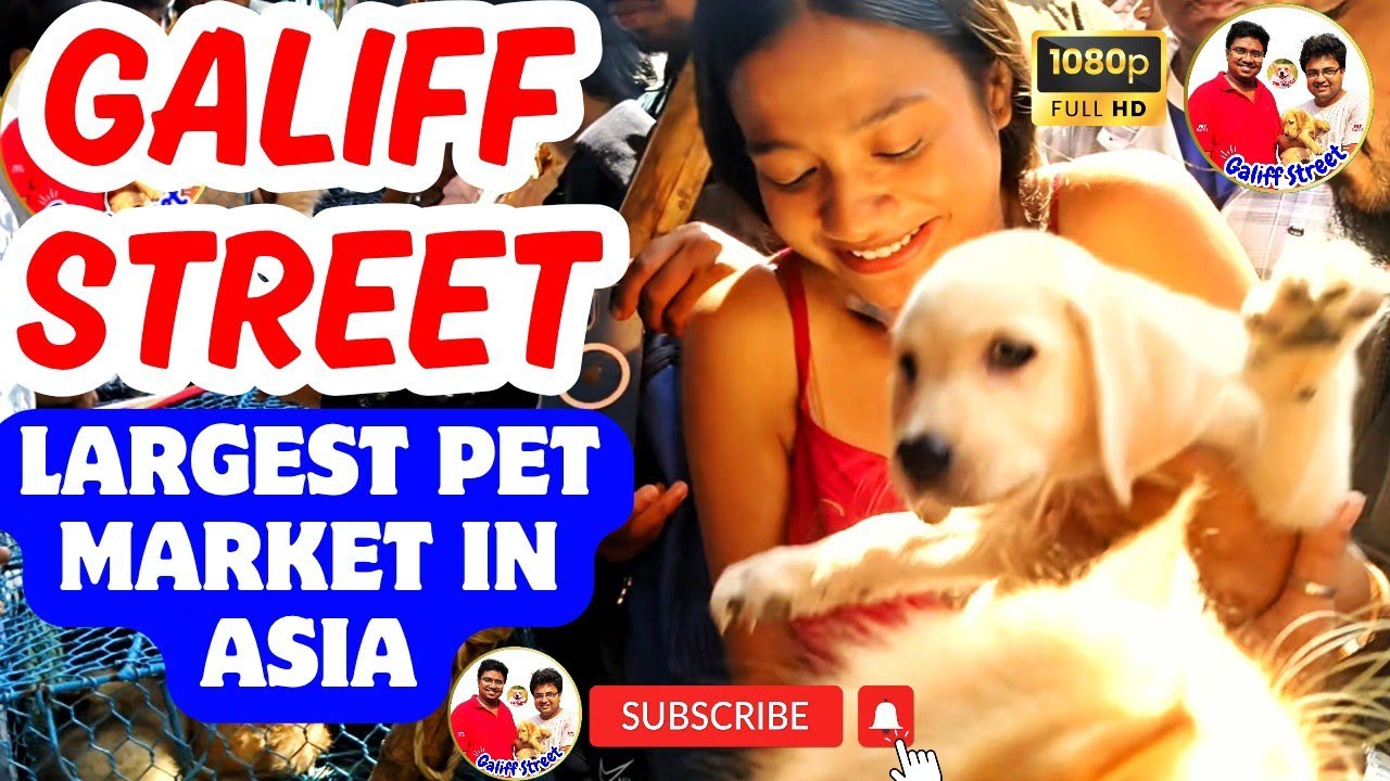 Galiff Street Pet Market Kolkata | dog market in kolkata | Dog Price | Gallif street kolkata | Dogs