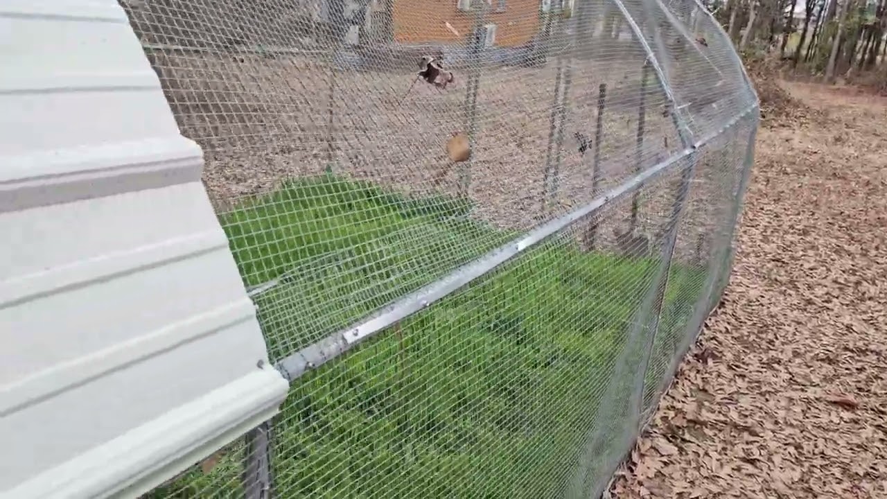 Fort Clucks part 4
