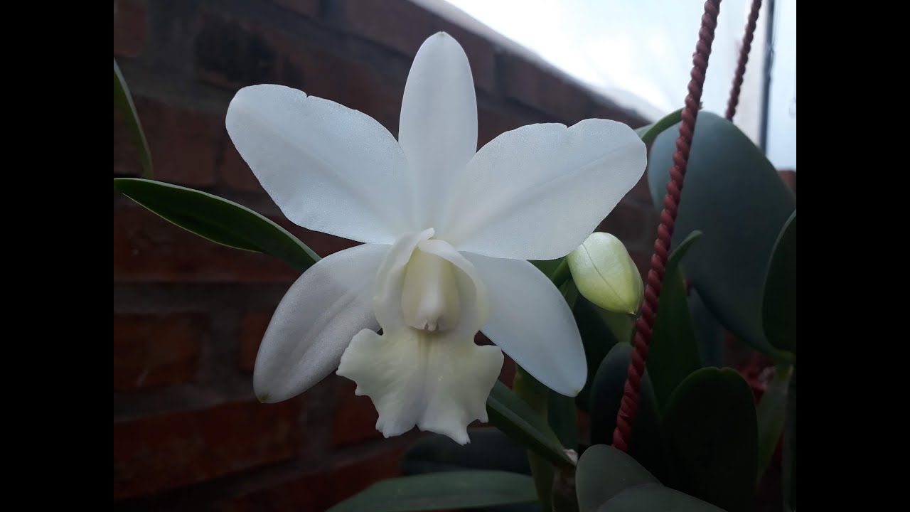 Cultivo in vitro de #orquideas  🌱🔬🌺 Descubre la reproducción de orquídeas.