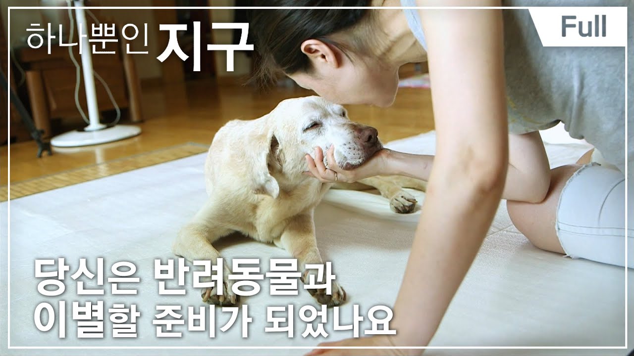 [하나뿐인 지구] 인간과 동물 특집 - 당신은 반려동물과 이별할 준비가 되었나요 20141031