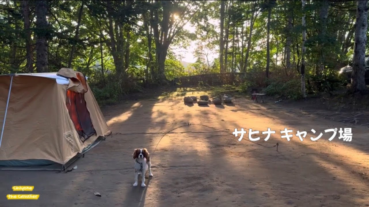 歓喜の帰宅 【キャバリアの子犬 3泊4日 北海道キャンプ  Day4】 - The puppy with go back home from camping