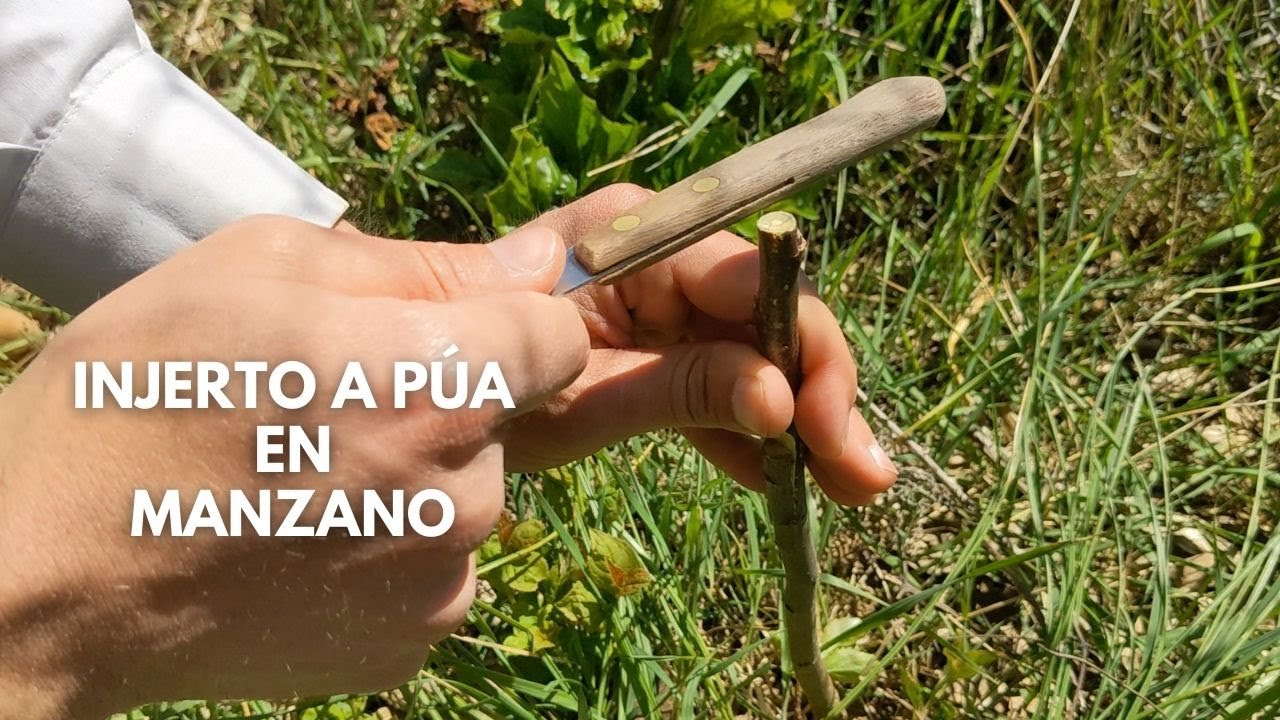 Injerto de Hendidura en Manzano con Cuchillo Pelador y Cinta Aislante