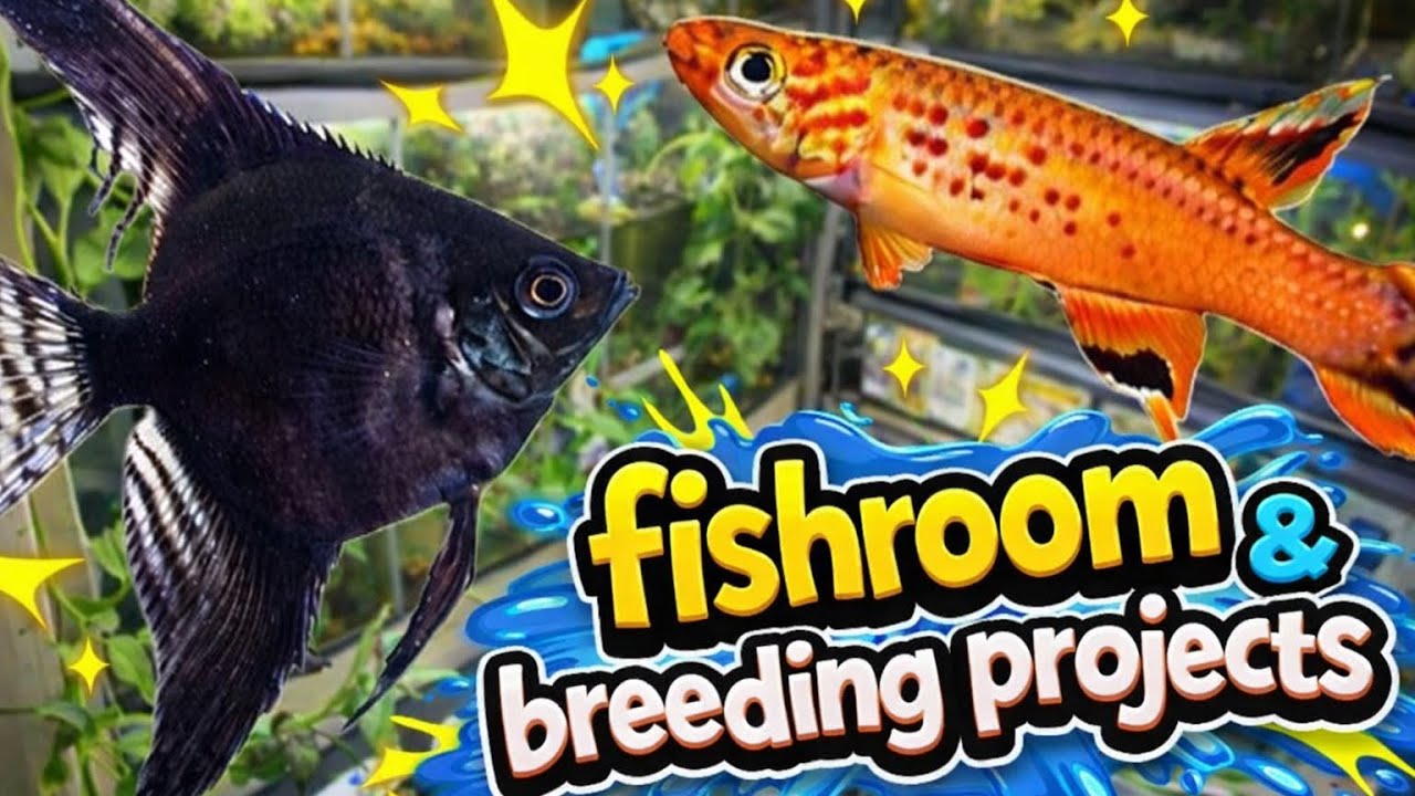 Fishroom & Breeding Projects