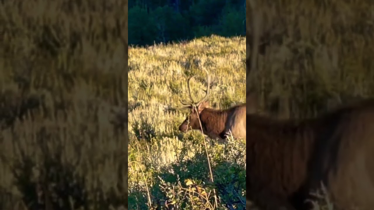 Chasing Elk with Matt Highby | Highby Outdoors #Elkhunting