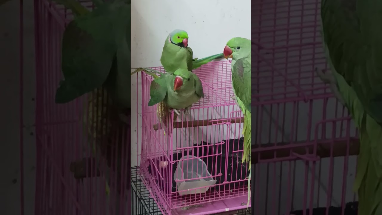 Mithu katto bbu😋✨ #parrot #nonstoptalkingparrot #talkinganimal #birds #talkingparot #talkingbird 