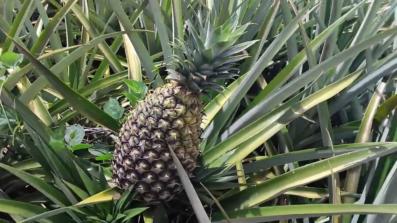 Pineaple Project Update Success MEDIA Farm