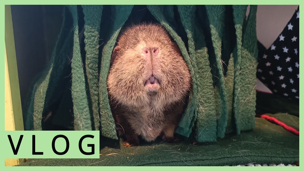 Umbau am Meerschweinchen Gehege und neue Routinen entwickeln sich - viel zu erledigen!