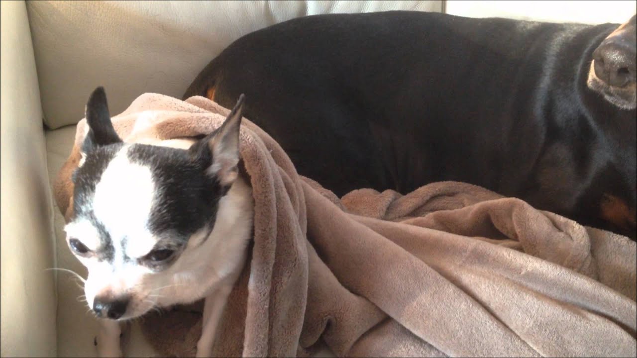 Chihuahua Has Bodyguard