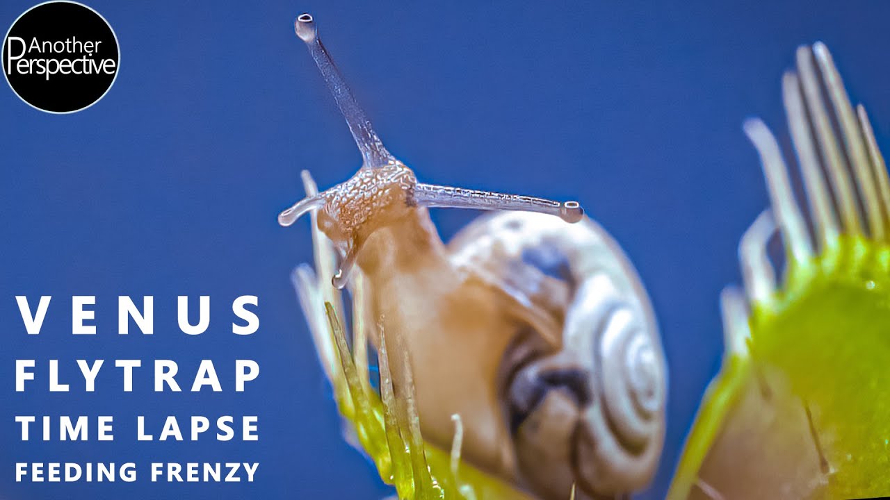 Venus Flytrap Digestion Time Lapse | Compilation