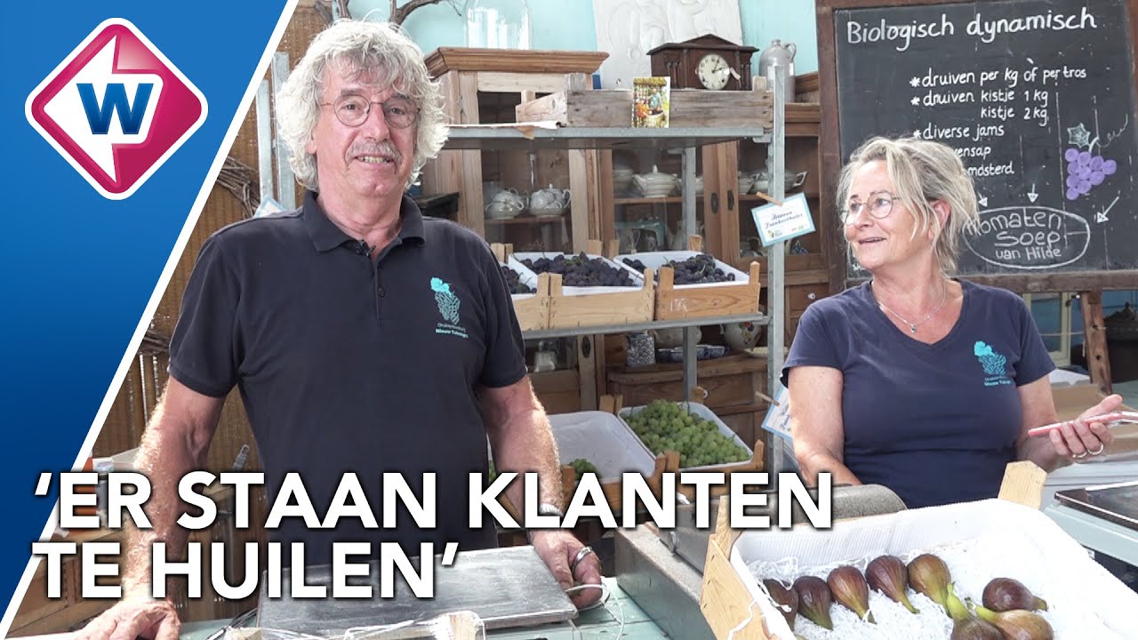 Na 43 jaar geen druiven meer te koop van Westlands druivenstel - OMROEP WEST