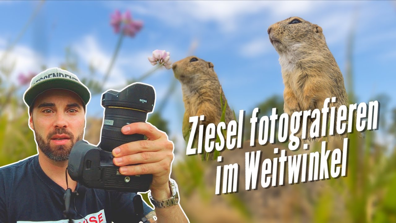 Wildtierfotografie: Ziesel fotografieren im Weitwinkel