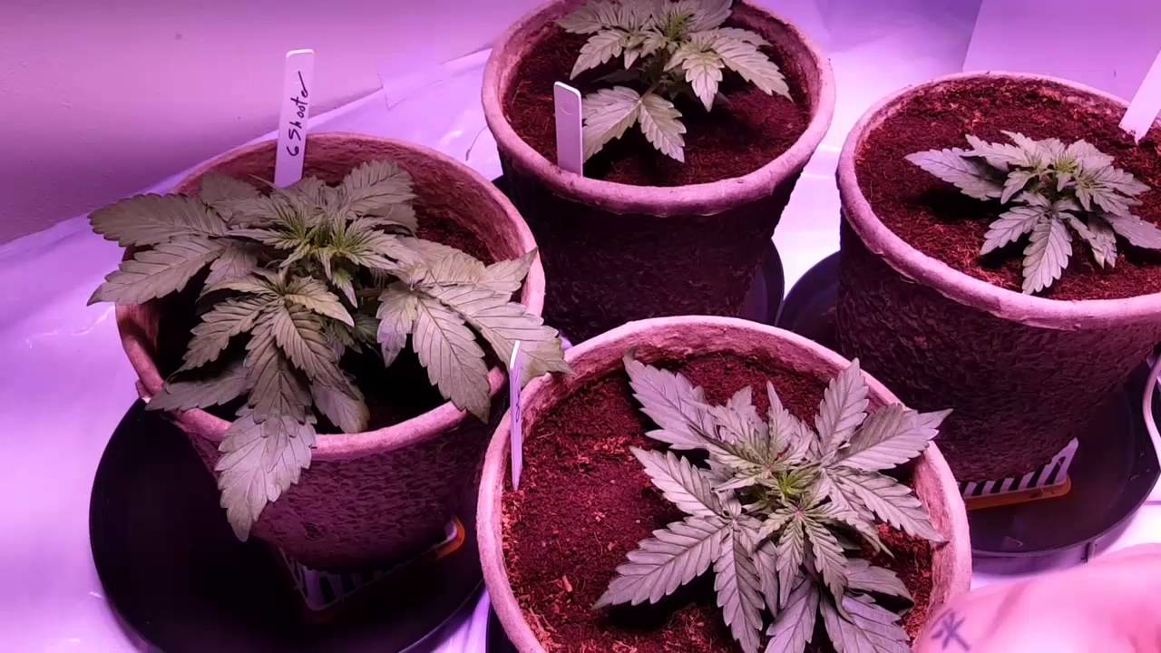 Day 18  LED Perfect Sun 1000 Closet grow    Fast Buds OG, six shooter