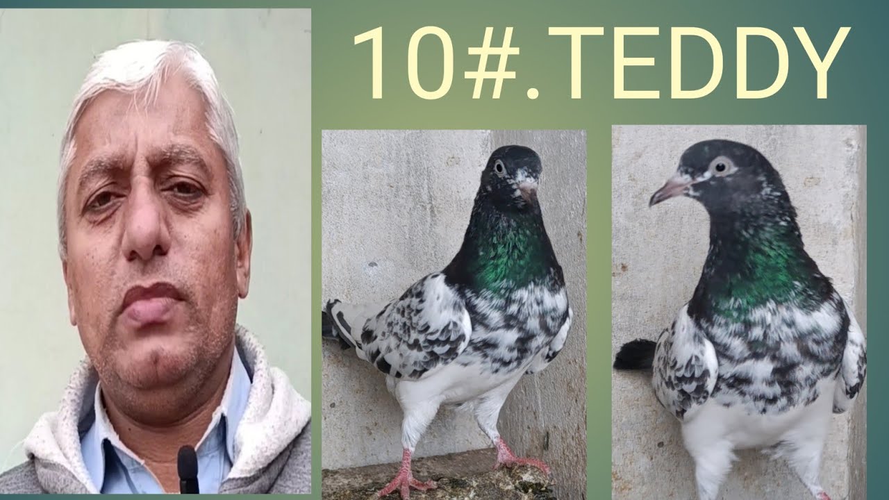 BIRDS LOVERS.. SHEIKH SHAHBAZ.