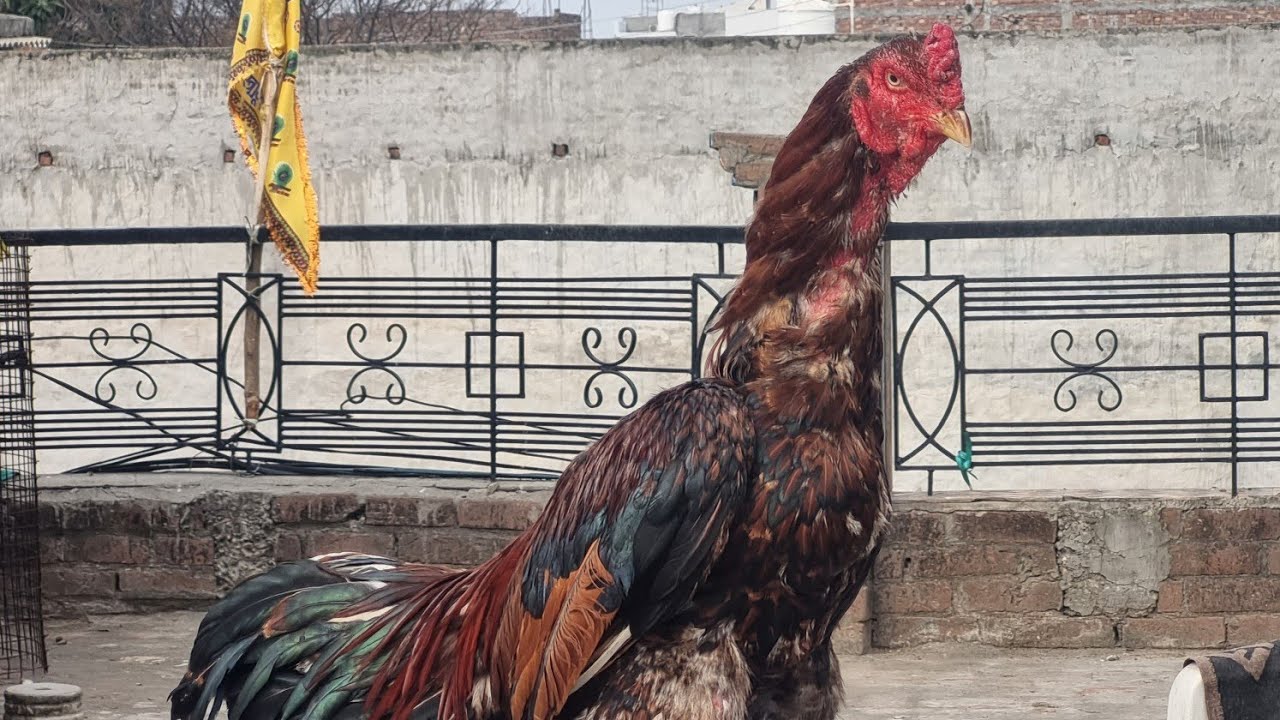 Jammu wale ko krte hai aab tyaar 